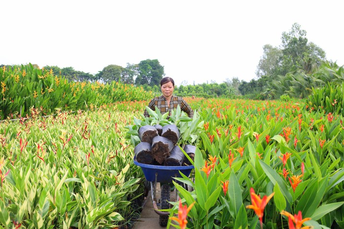 Đồng Tháp sẵn sàng cho lễ hội hoa lớn nhất miền Tây- Ảnh 4. Đồng Tháp sẵn sàng cho lễ hội hoa lớn nhất miền Tây- Ảnh 4.