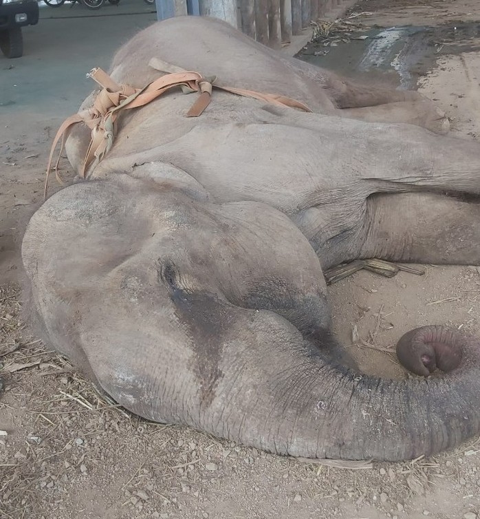 1 con voi chết sau khi bị thương nghi do đánh nhau - Ảnh 1.