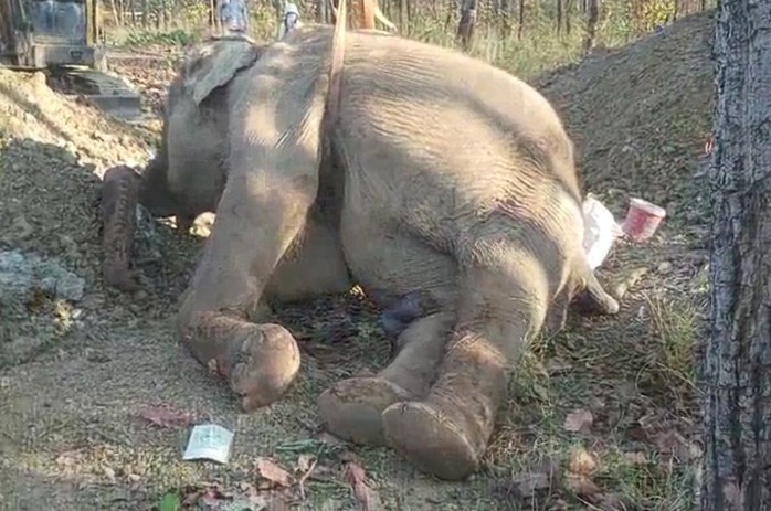 1 con voi chết sau khi bị thương nghi do đánh nhau - Ảnh 2.