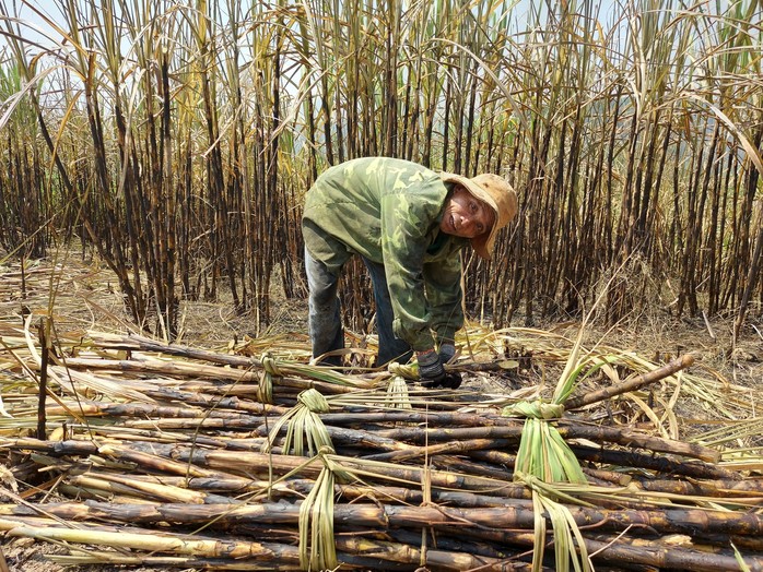 Tìm nguyên nhân hàng trăm hecta mía cháy ở Tây Nguyên - Ảnh 2.