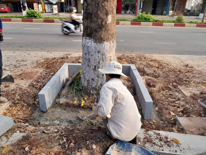 Gia Lai yêu cầu dừng ngay việc chỉnh trang vỉa hè để bảo vệ cây xanh - Ảnh 2.