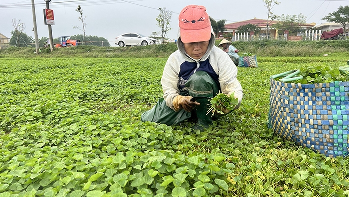 Gầy dựng thương hiệu rau má xứ Huế - Ảnh 2.