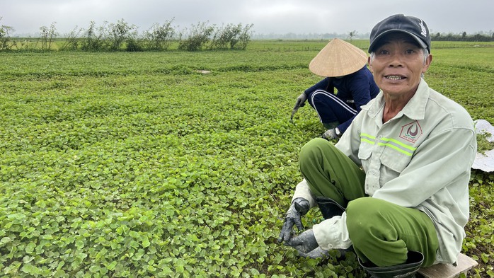 Gầy dựng thương hiệu rau má xứ Huế - Ảnh 3.