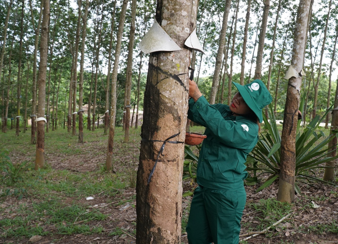 Đảm bảo đời sống cho công nhân cao su - Ảnh 2.