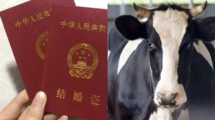 Trung Quốc: Tố cáo chồng mới cưới mình vì … hai con bò - Ảnh 2.