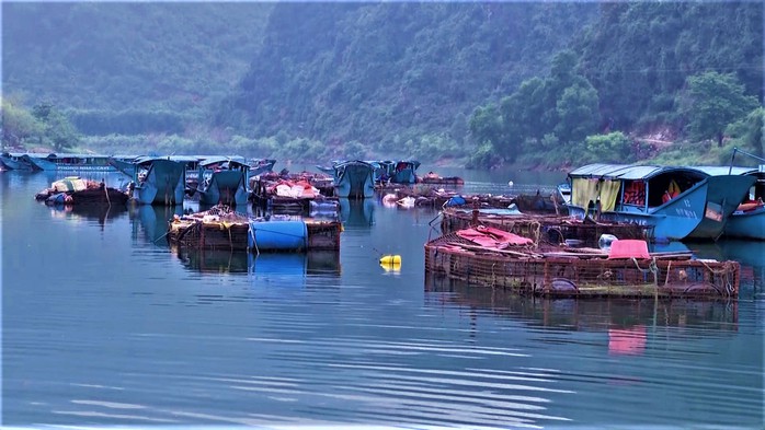 Đặc sản cá trắm nuôi trên sông Son - Ảnh 2.