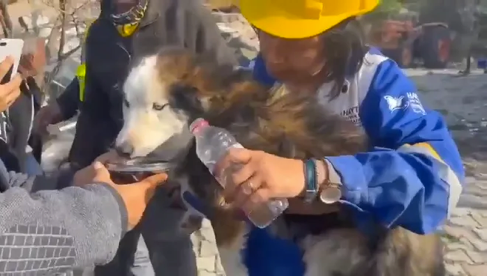 CLIP: Giải cứu chú chó mắc kẹt 22 ngày dưới đống đổ nát thảm họa động đất ở Thổ Nhĩ Kỳ - Ảnh 1.