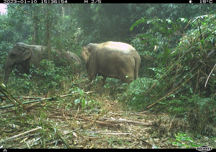 Phát hiện 2 voi rừng tại Vườn Quốc gia Vũ Quang - Ảnh 1.
