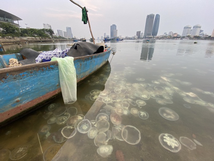 Thực hư hình ảnh “biển sứa tại Đà Nẵng - Ảnh 3.