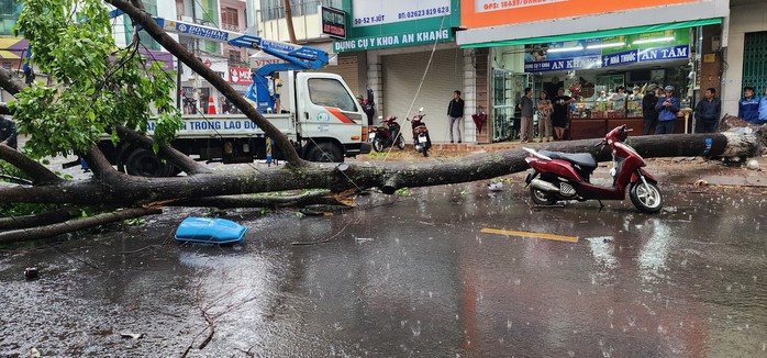 Công ty CP Đô thị và Môi trường Đắk Lắk báo cáo vụ cây ngã đổ đè cô gái trẻ - Ảnh 1.