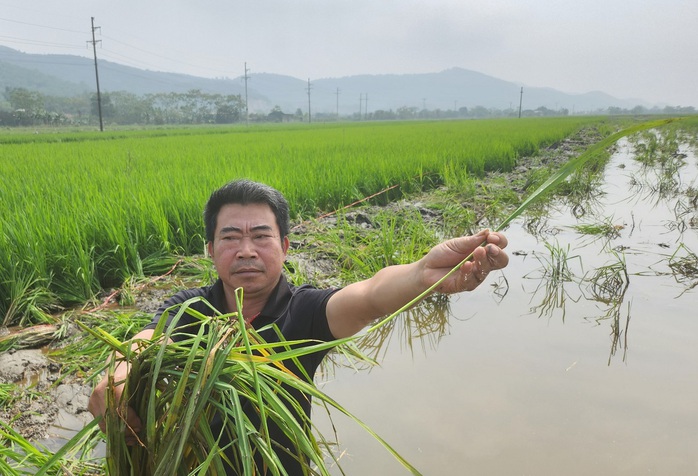 Thực hư việc một huyện ở Thanh Hóa cho máy múc phá lúa của dân? - Ảnh 3.