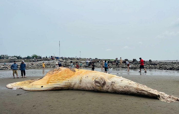 Xác cá voi khổng lồ nặng hơn 5 tấn trôi dạt vào bờ biển - Ảnh 1.