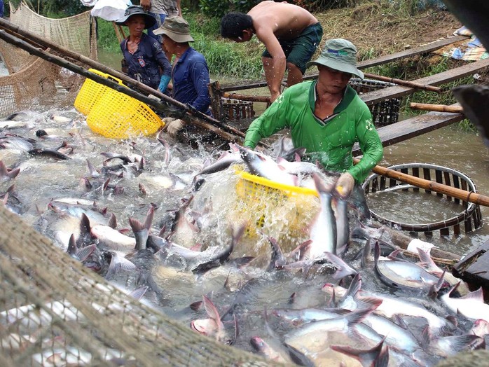 Cá tra, tôm nín thở chờ giá lên - Ảnh 1.