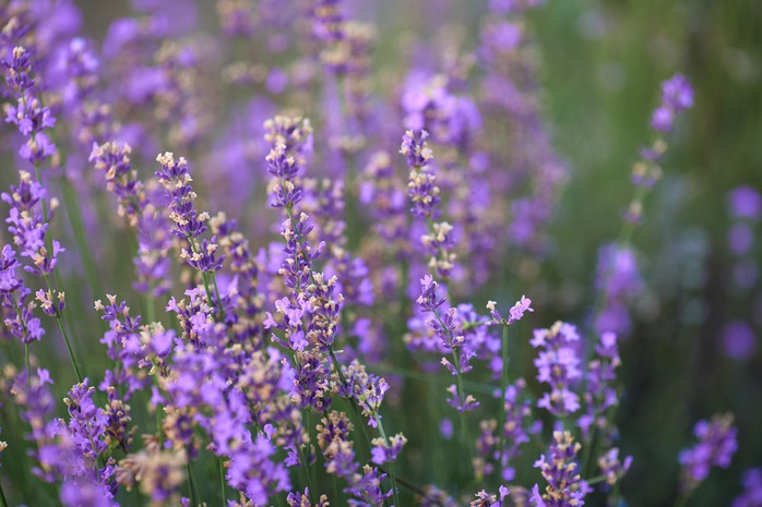 “Refresh” tinh thần hiệu quả ở những vườn lavender đẹp nhất thế giới - Ảnh 3.