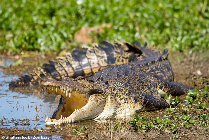 Phát hiện thi thể người trong bụng cá sấu khổng lồ ở Úc - Ảnh 2.