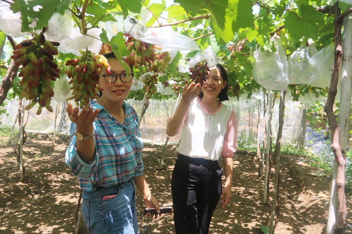 Tôn vinh giá trị cây nho tại Ninh Thuận - Ảnh 1. Tôn vinh giá trị cây nho tại Ninh Thuận - Ảnh 1.