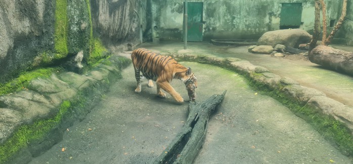Thảo Cầm Viên Sài Gòn làm đầy tháng cho 2 con hổ  - Ảnh 3.