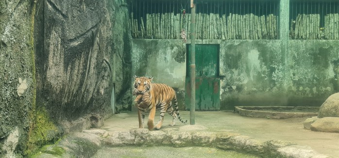 Thảo Cầm Viên Sài Gòn làm đầy tháng cho 2 con hổ  - Ảnh 4.