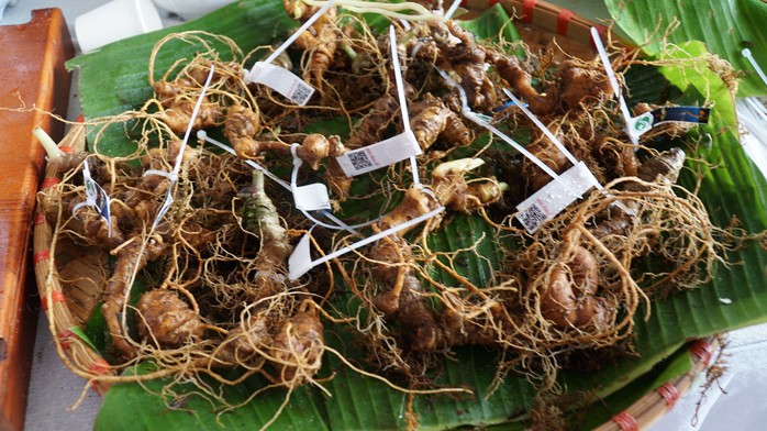 N&acirc;ng tầm s&acirc;m Việt - Ảnh 4.