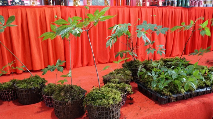 N&acirc;ng tầm s&acirc;m Việt - Ảnh 2.