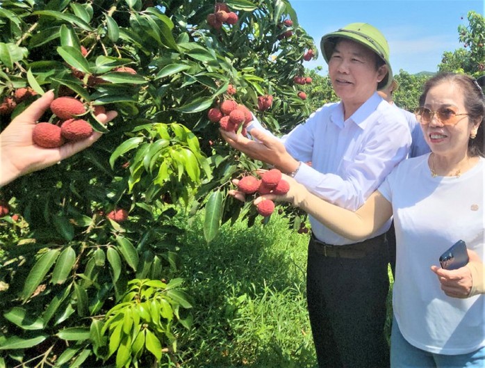 Tạo dựng thủ phủ vải không hạt - Ảnh 1. Tạo dựng thủ phủ vải không hạt - Ảnh 1.