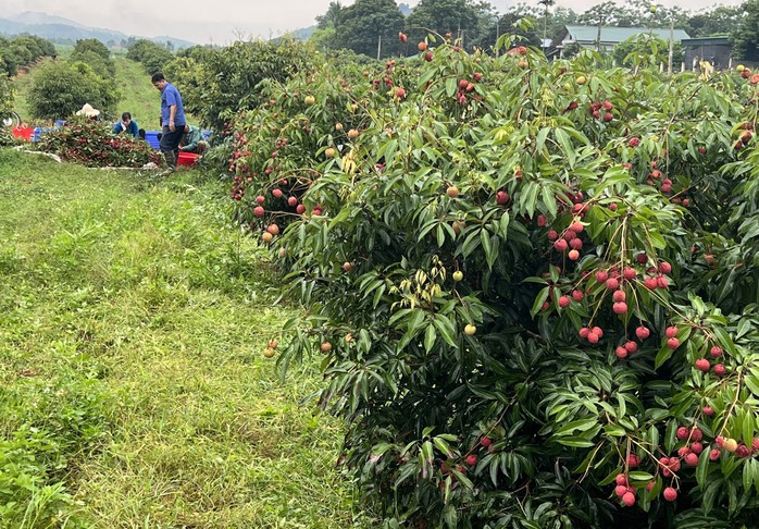 Tạo dựng thủ phủ vải không hạt - Ảnh 2. Tạo dựng thủ phủ vải không hạt - Ảnh 2.