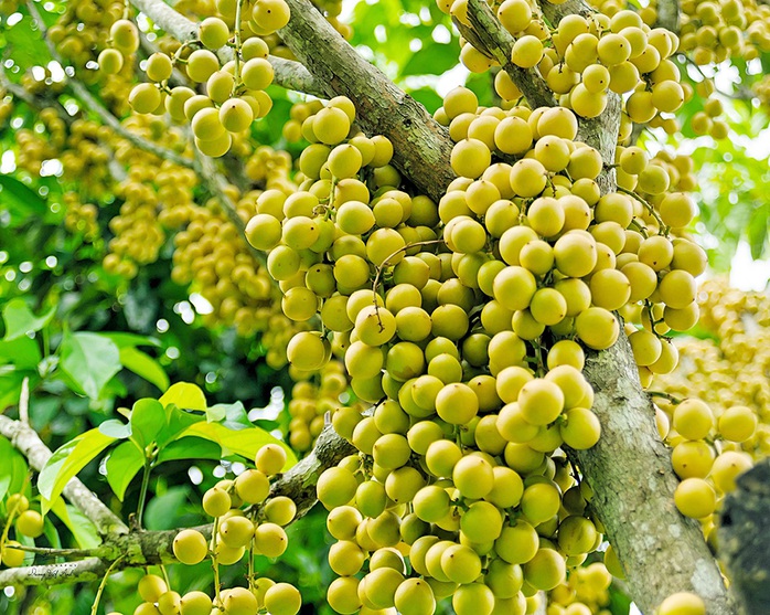 Thiên Cấm Sơn vào mùa cây trái sum sê - Ảnh 2.