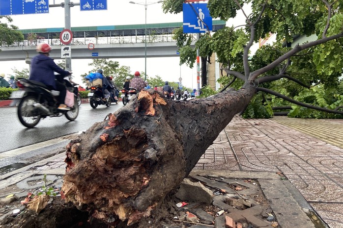 Mưa lớn kèm gió mạnh, cây xanh bật gốc - Ảnh 1.