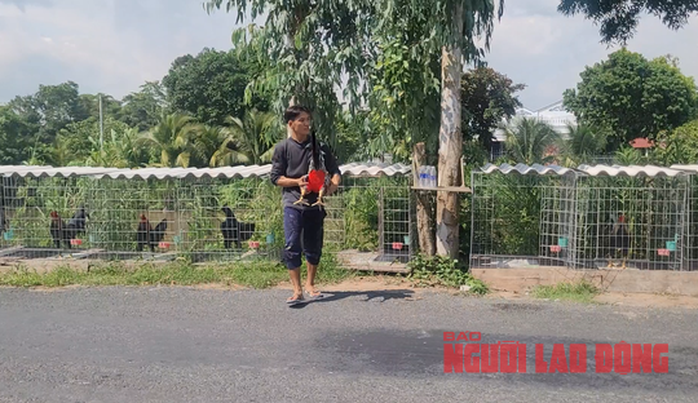 VIDEO: Chàng trai ở An Giang đắp tượng gà bằng xi-măng, bán không kịp - Ảnh 11.