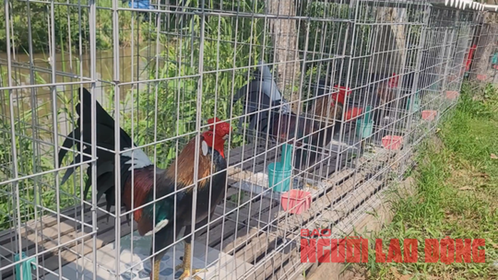 VIDEO: Chàng trai ở An Giang đắp tượng gà bằng xi-măng, bán không kịp - Ảnh 13.