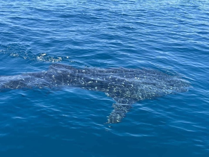 CLIP: Du khách hào hứng ngắm cá nhám voi “khủng” trên vịnh Quy Nhơn - Ảnh 3.