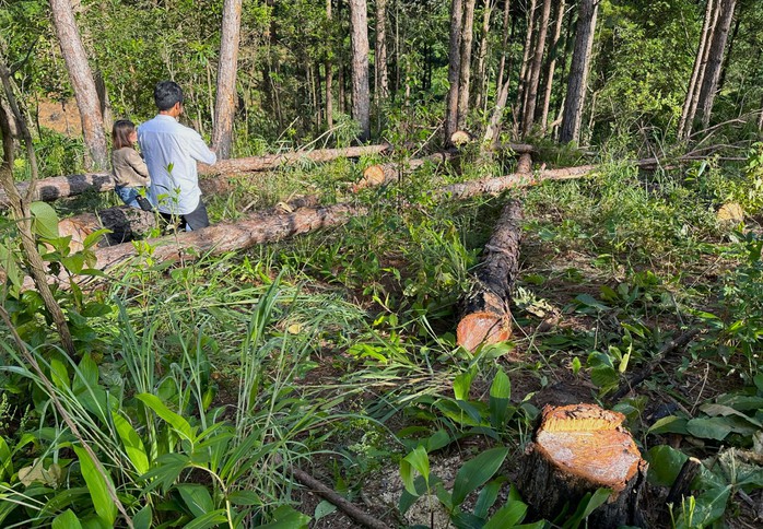 Hàng loạt cây thông ba lá bị đầu độc ở Lâm Đồng - Ảnh 1.