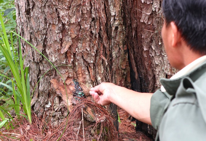 Hàng loạt cây thông ba lá bị đầu độc ở Lâm Đồng - Ảnh 3.