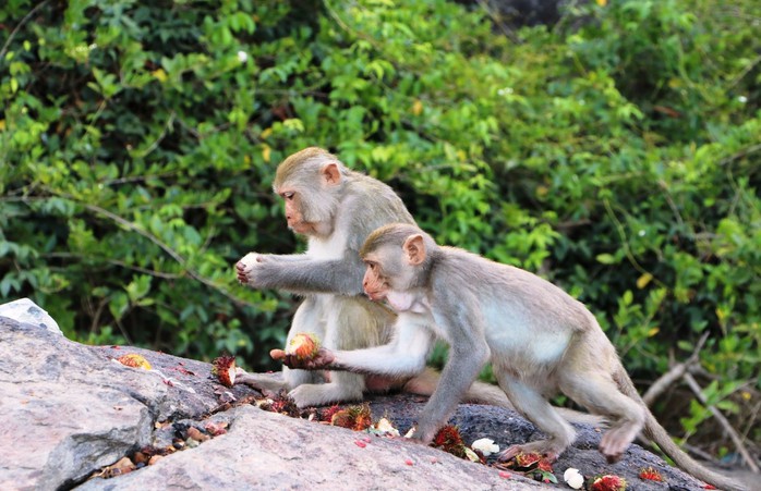 Đặt bẫy, trộn thuốc mê để đưa đàn khỉ quý hiếm về rừng - Ảnh 2.