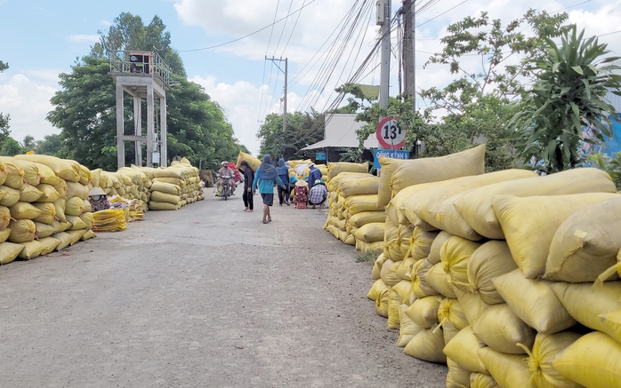 Khó tăng 50.000 ha lúa vụ thu đông - Ảnh 2.