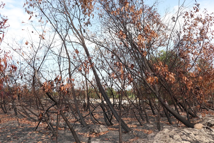 VIDEO: Rừng phòng hộ ven biển Quảng Nam bị cháy tan hoang - Ảnh 15.