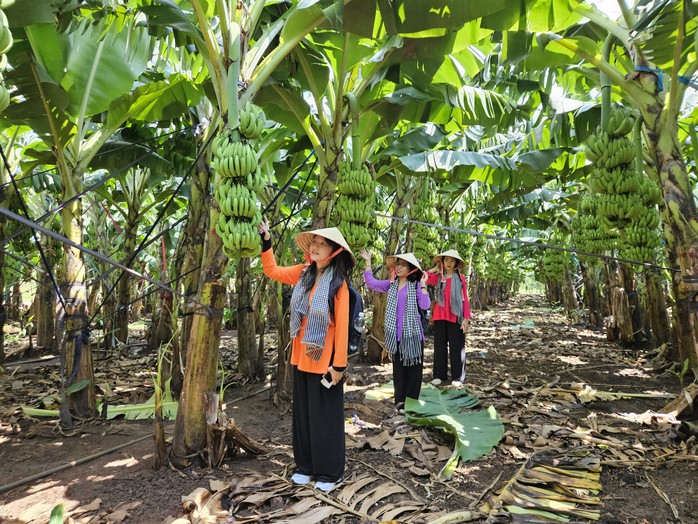 Có một “thủ phủ” trái cây khách du lịch ít biết ở Đồng Nai - Ảnh 5.