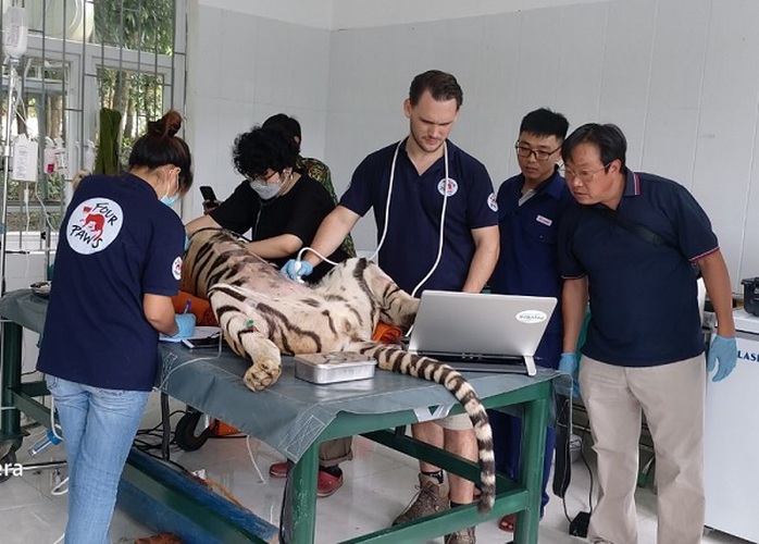 7 con hổ ở Phong Nha - Kẻ Bàng bây giờ ra sao? - Ảnh 1.