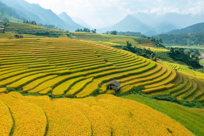 Ngỡ ngàng trước vẻ đẹp tựa tranh vẽ của ruộng bậc thang Sa Pa - Ảnh 2. Ngỡ ngàng trước vẻ đẹp tựa tranh vẽ của ruộng bậc thang Sa Pa - Ảnh 2.