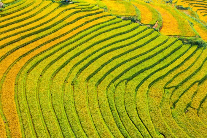 Ngỡ ngàng trước vẻ đẹp tựa tranh vẽ của ruộng bậc thang Sa Pa - Ảnh 3. Ngỡ ngàng trước vẻ đẹp tựa tranh vẽ của ruộng bậc thang Sa Pa - Ảnh 3.