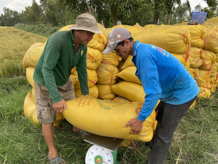 Gạo xuất khẩu vượt 610 USD/tấn, giá lúa mở mắt ra là tăng - Ảnh 3.