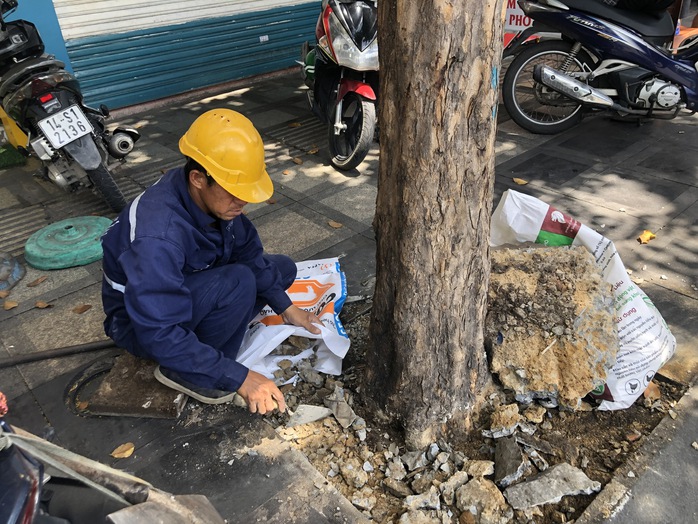 Hàng cây bị bức tử trên đường vào sân bay Tân Sơn Nhất được giải cứu - Ảnh 6.