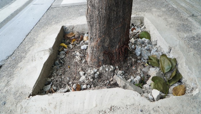 Hàng cây bị bức tử trên đường vào sân bay Tân Sơn Nhất được giải cứu - Ảnh 2.