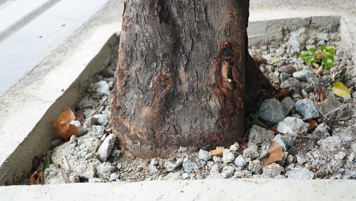 Hàng cây bị bức tử trên đường vào sân bay Tân Sơn Nhất được giải cứu - Ảnh 3.