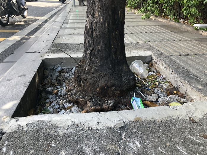 Hàng cây bị bức tử trên đường vào sân bay Tân Sơn Nhất được giải cứu - Ảnh 7.