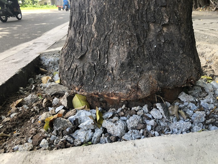 Hàng cây bị bức tử trên đường vào sân bay Tân Sơn Nhất được giải cứu - Ảnh 5.