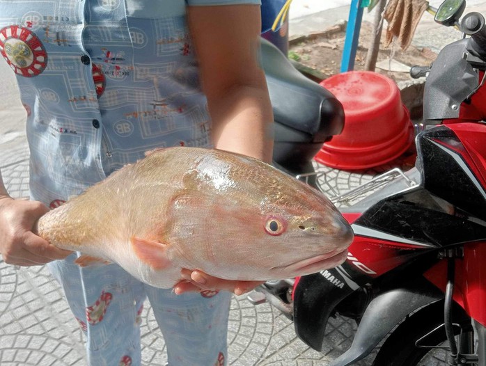 Ngư dân bắt được loài cá hiếm ở vùng biển Nam Ô Đà Nẵng - Ảnh 1.
