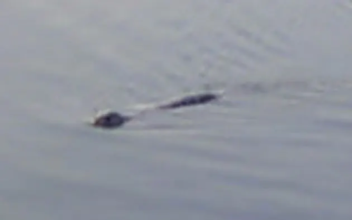 Bức ảnh mới nhất về quái vật bí ẩn tại hồ Loch Ness - Ảnh 9.
