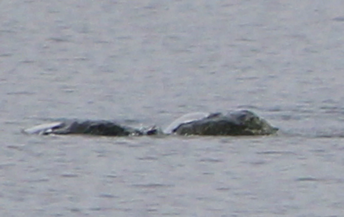 Bức ảnh mới nhất về quái vật bí ẩn tại hồ Loch Ness - Ảnh 1.