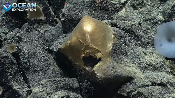 Phát hiện trứng vàng bí ẩn dưới đáy đại dương - Ảnh 1.